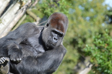 Obraz premium gorille