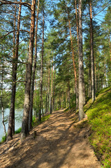 Fototapeta na wymiar Landscape with pine forest