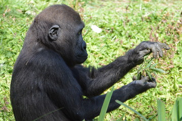gorille