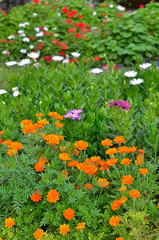 Multicolored flowerbed