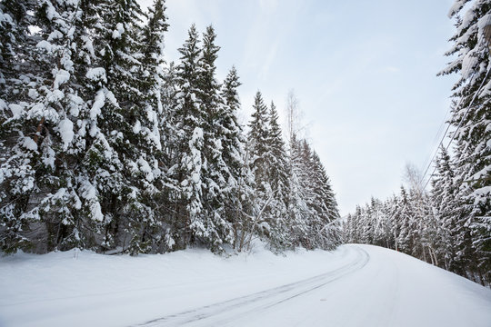 Road in forest at winter