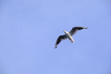 The image of seagull