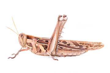 Giant Grasshopper, Tropidacris collaris