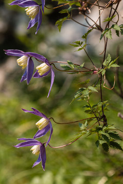 alpine clematis flowers