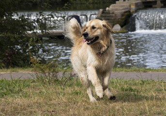 A Yellow Labrador Retriever