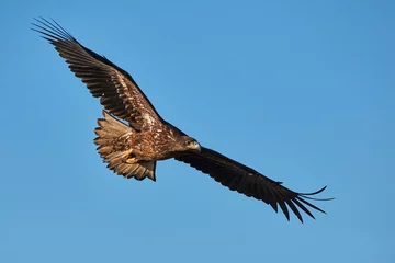 Photo sur Plexiglas Aigle Aigle en vol