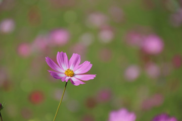 コスモス
