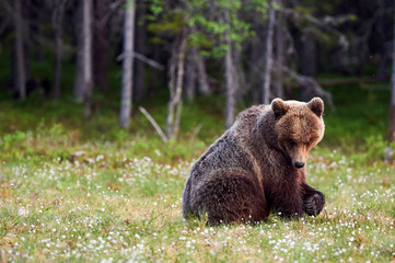 Brown bear in the forest