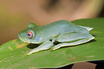 True tree frog sighted in the Atlantic Rainforest