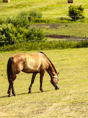 Brown horse stallion.