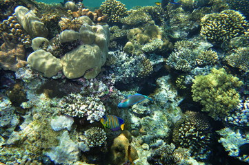 Naklejka na ściany i meble Marine Angelfish in corals 