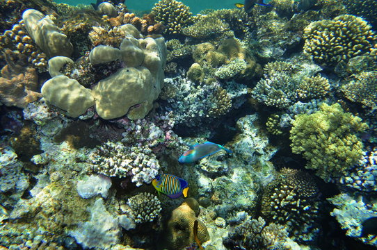 Marine Angelfish in corals 