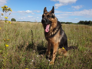 Собака овчарка, сидящая на желто-зеленом осеннем поле в солнечный день