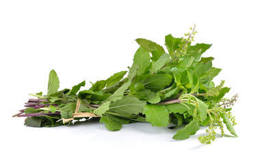 Holy basil or tulsi leaves isolated on white background