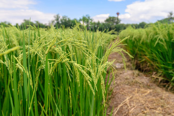 Close up of green rice paddy in rice field.
