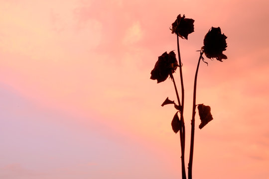 Silhouette of rose wither on sky background