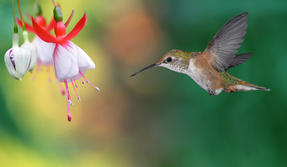 Fototapeta premium Hummingbird (archilochus colubris) in Flight over Bright Backgro