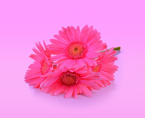 Yellow Gerbera, Transvaal daisy or Barberton daisy flower on pin