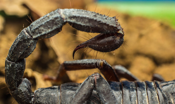 Macro image of the stinger of a scorpion