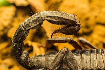 Macro image of the stinger of a scorpion