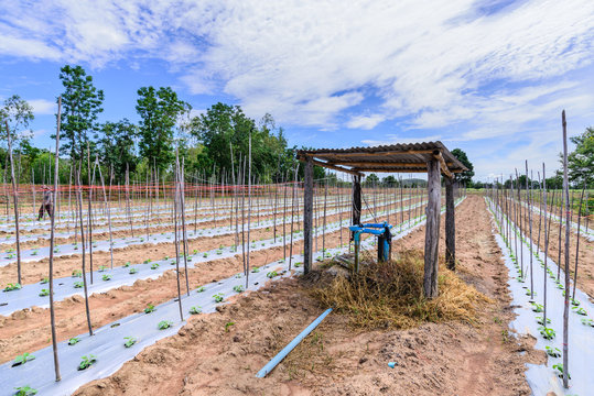 Water irrigation system on melon field.