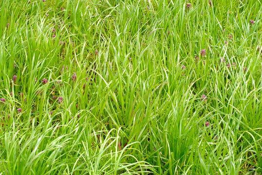 7 010 Best 草むら Images Stock Photos Vectors Adobe Stock