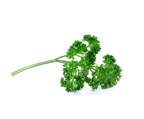 Bunch of fresh green curly parsley on white background