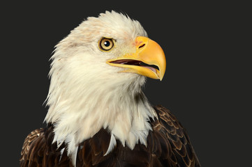 Head of Bald Eagle