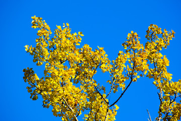 Yellow leaf on blue sky background, alaska
