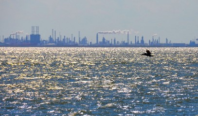 Oil refinery, view from ocean bay with silhouette of a pelican