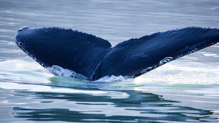Naklejka premium Humpback Whale (Megaptera novaeangliae) tail, Juneau, Alaska