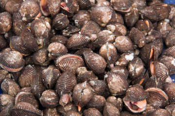  Fresh shellfish at the saefood market.
