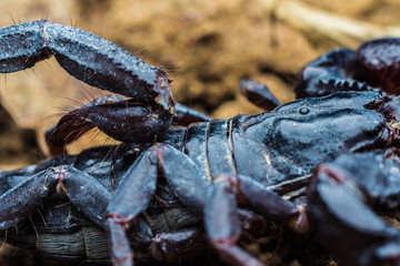 Tropical Scorpion in Thailand