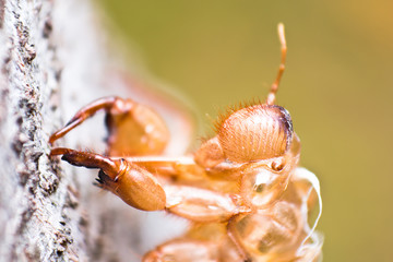 Close-up slough of cicada, a step of they life
