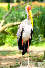 Jurong bird park, Singapore