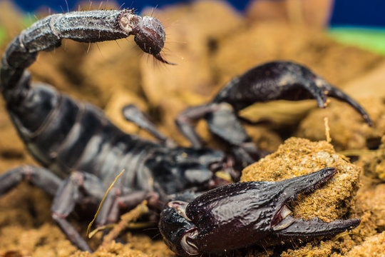 Macro image of the stinger of a scorpion