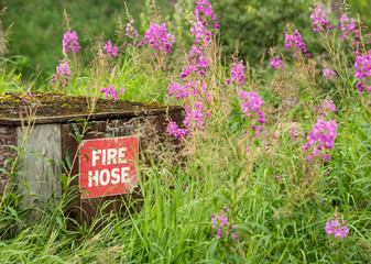 Fire hose box overgrown with fireweed and grass

