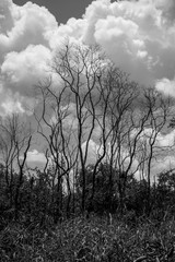 Tree on black and white image