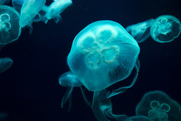 Jellyfish