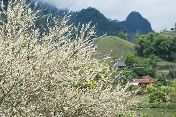 White wild flower blossom in Sapa highland, Vietnam 