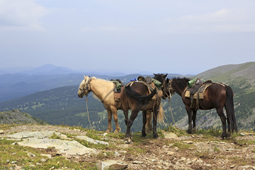 Naklejka premium Saddled horse on top of ridge Iolgo. 