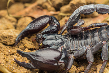 Tropical Scorpion in Thailand