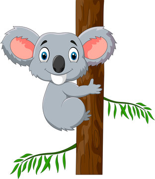 Cute koala on acacia tree
