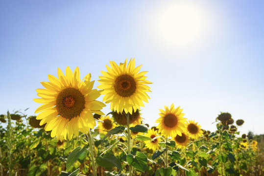 Sunflowers on summer field