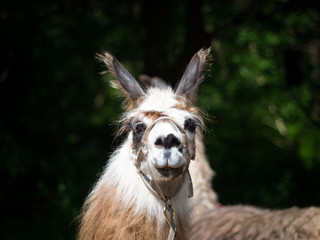 Obraz premium Llama looking at camera