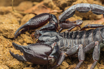 Macro image of the stinger of a scorpion
