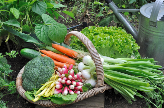 panier de l&eacute;gumes frais dans potager 