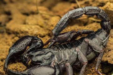 Tropical Scorpion in Thailand