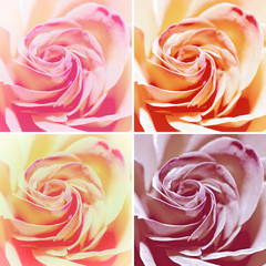 Set of Four Variants: Closeup Macro Shot of Red Rose Flowers