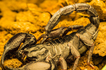 Macro image of the stinger of a scorpion